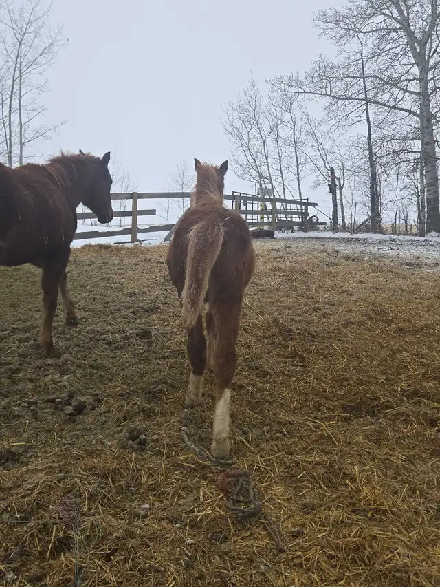 Aqha colt barrel prospect in Horses & Ponies for Rehoming in Red Deer - Image 8
