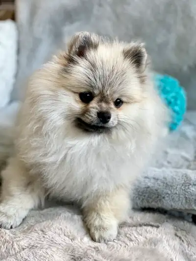 SOLD Pomeranian CKC Reg'd Purebred  Puppies, View more