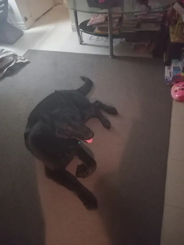 1 1/2 year old german sheperd in Dogs & Puppies for Rehoming in Hamilton - Image 3