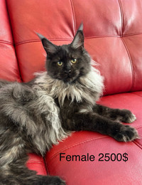 High quality very large European lines Maine Coon kittens 