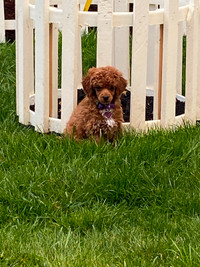 Trained Gorgeous toy poodle puppy