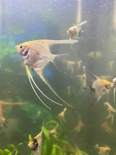 Buy 2 Get 1 Free Beautiful Young Juvenile Angelfish Long Fins, View more