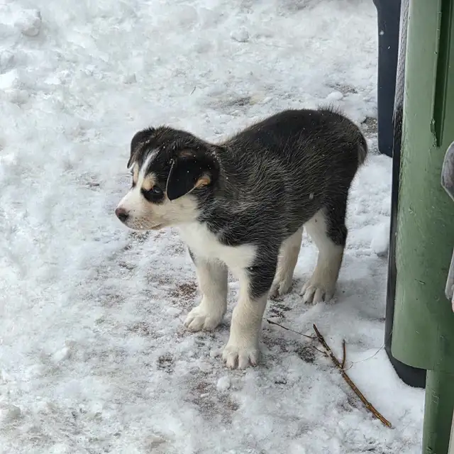 Husky Bernese/Shepherd Puppies in Dogs & Puppies for Rehoming in City of Toronto - Image 4