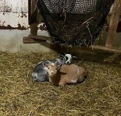 Goats - Bucklings, View more