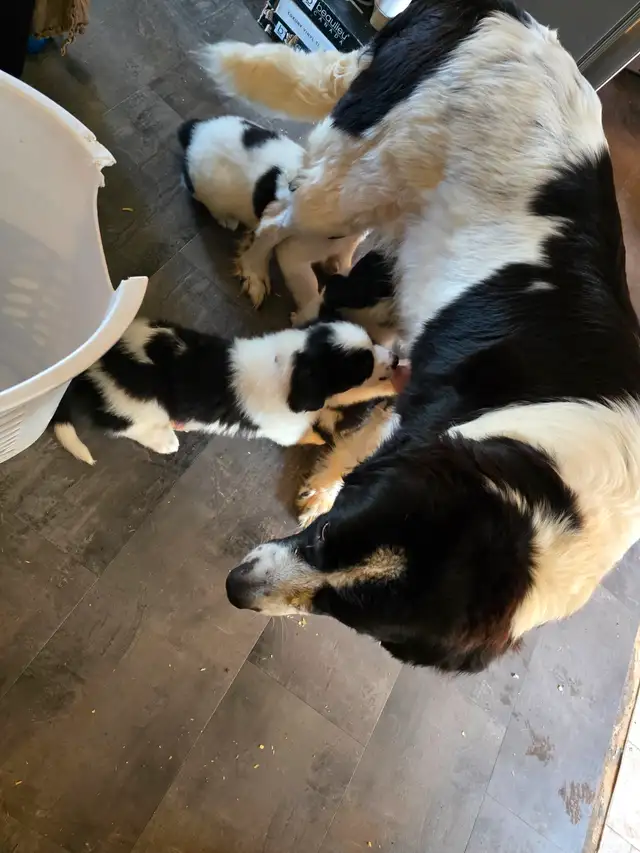 Chiot Terre-Neuve / Saint-Bernard - Vacciné / Vermifugé / Microp in Dogs & Puppies for Rehoming in Drummondville - Image 6