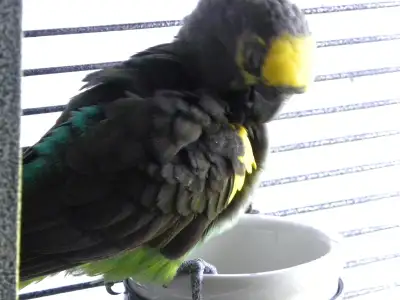 JACCUEILLE   OISEAUX   A   LA    RETRAITE, View more