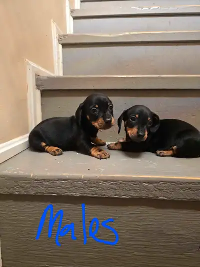 2 miniature dachshunds for sale, View more