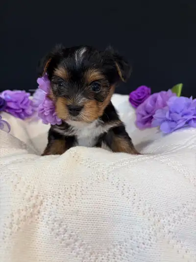 Yorkie / Biewer / parti yorkie, View more
