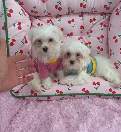 Tiny Toy Maltese Puppies, View more