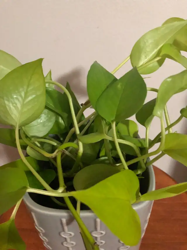 Healthy NEON (Light Green) POTHOS With IKEA Pot in Plants, Fertilizer & Soil in City of Toronto - Image 4