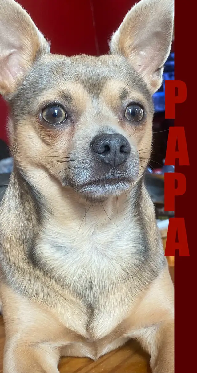 ♥️Chiots X Jack Russell x Chihuahua in Dogs & Puppies for Rehoming in Laurentides - Image 8