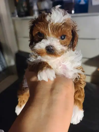 tiny shihpoo (75% poodle), View more