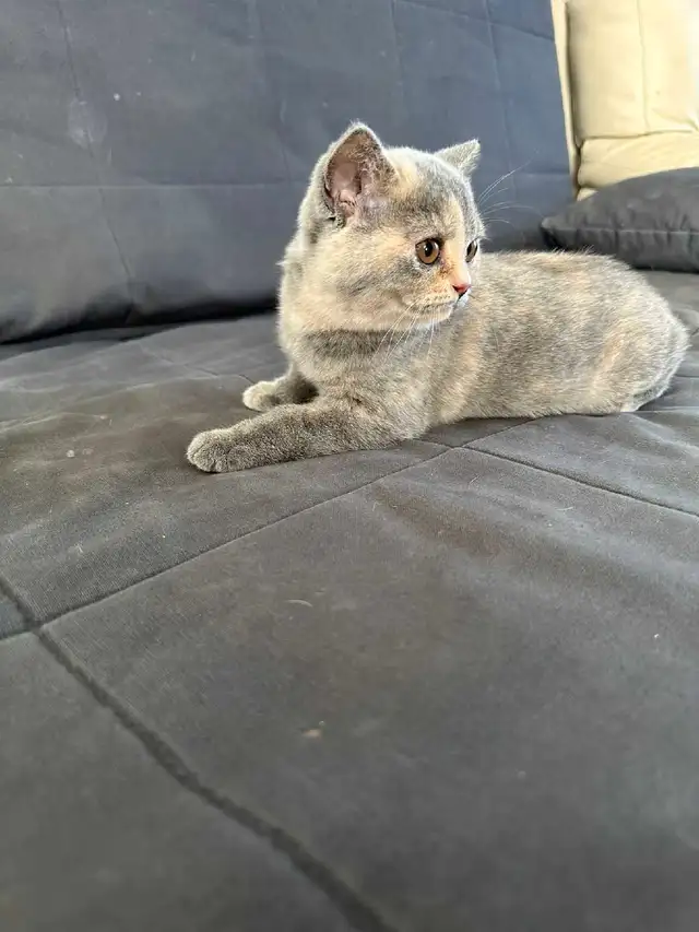 British Shorthair kittens/ chatons, CCA, purebred in Cats & Kittens for Rehoming in West Island - Image 9