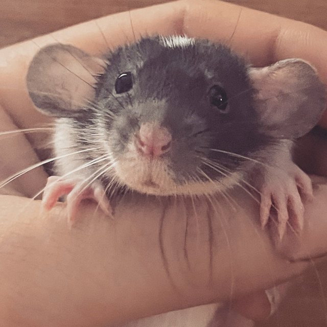 Ratterella rattery in Small Animals for Rehoming in Markham / York Region