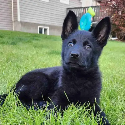 *Pics updated* CKC German Shepherd pups, View more