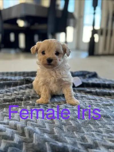 Maltipoo puppies, View more