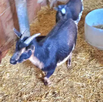 Nigerian Dwarf Doe, View more