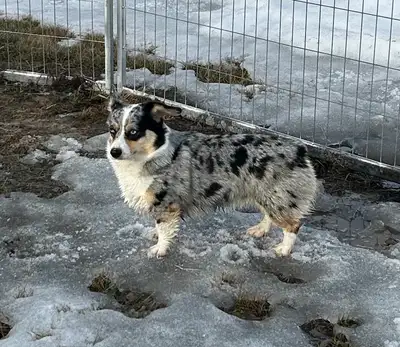 Purebred Blue merle female, View more