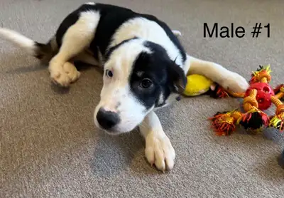 Border collie x Aussie shepherd puppies, View more