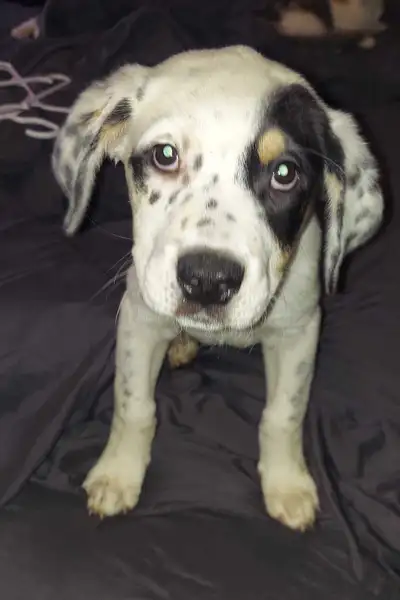 Puppies for sale, View more