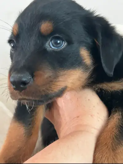 Rottweiler Puppies 2F 2M, View more