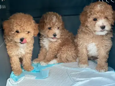 Toy poodle puppies, View more