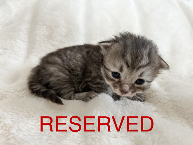Purebred, Registered Siberian Kittens in Cats & Kittens for Rehoming in Strathcona County - Image 3