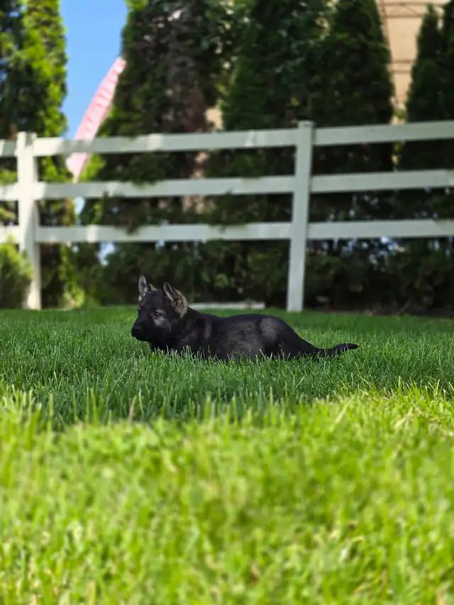 All Black& Sable Czech Line German Shepherd Puppies in Dogs & Puppies for Rehoming in Cornwall - Image 5