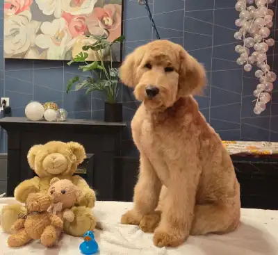 Looking for a loving new home for our 6-month-old Goldendoodle boy, Draco. He was a gift to our fami...
