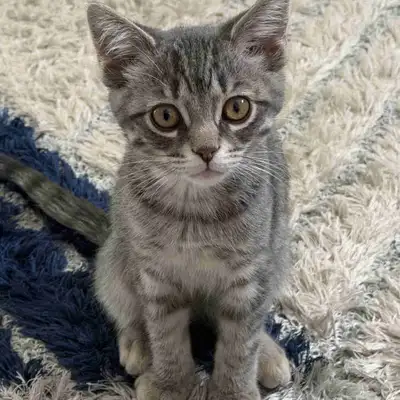 Kitten For Sale, View more