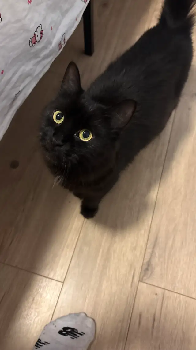 Chat,  moitié Maine coon / cherche famille in Cats & Kittens for Rehoming in City of Montréal - Image 3