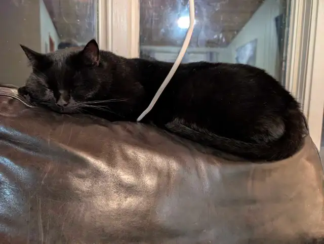 Barn Cats for Rehoming  in Cats & Kittens for Rehoming in Edmonton - Image 3