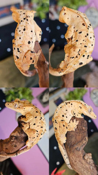 Male crested geckos 