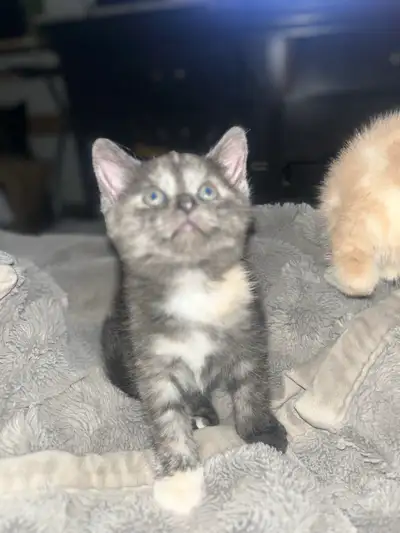 kittens for sale, View more