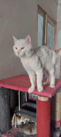 Mixed Maine Coon Turkish Van cat for adoption
