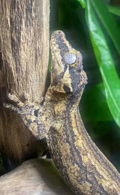 Gargoyle gecko, View more