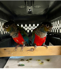 Proven Pair of Crimson Bellied Conures