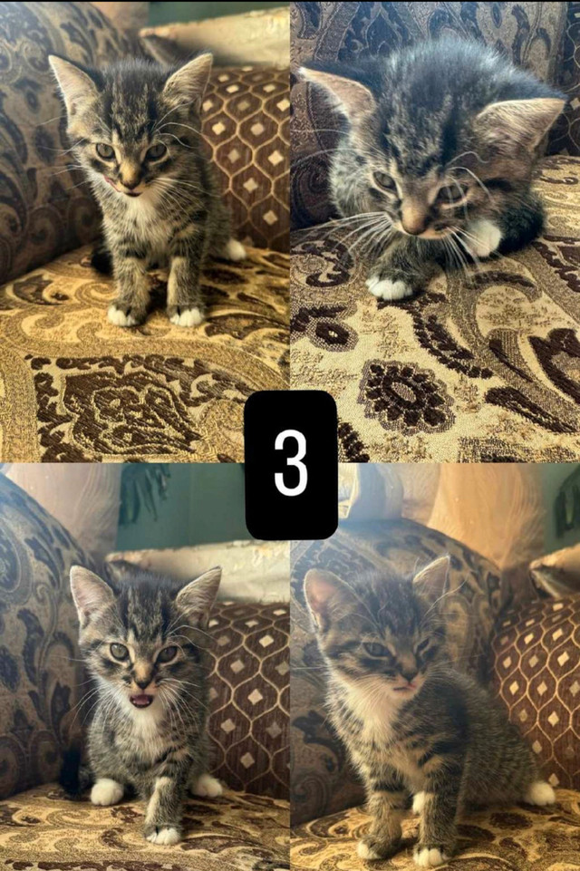 Adorable Male Kitten for Adoption in Cats & Kittens for Rehoming in Kitchener / Waterloo
