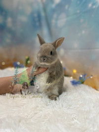 Netherland dwarf females bunnies 