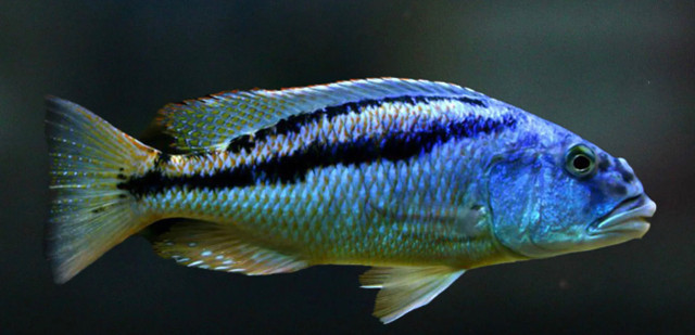 WANTED: MALE Malawi Hawk - ARISTOCHROMIS CHRISTYI in Fish for Rehoming in Mississauga / Peel Region