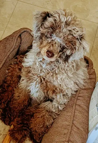 Moyen phantom poodle, View more