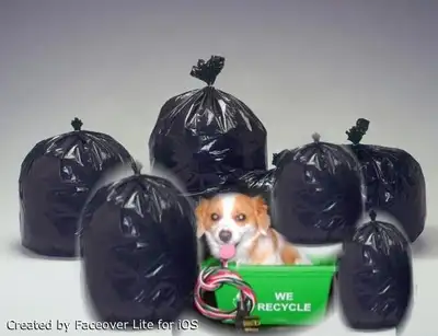 DUMP RUNS AND JUNK REMOVAL. 705-718-5506, View more