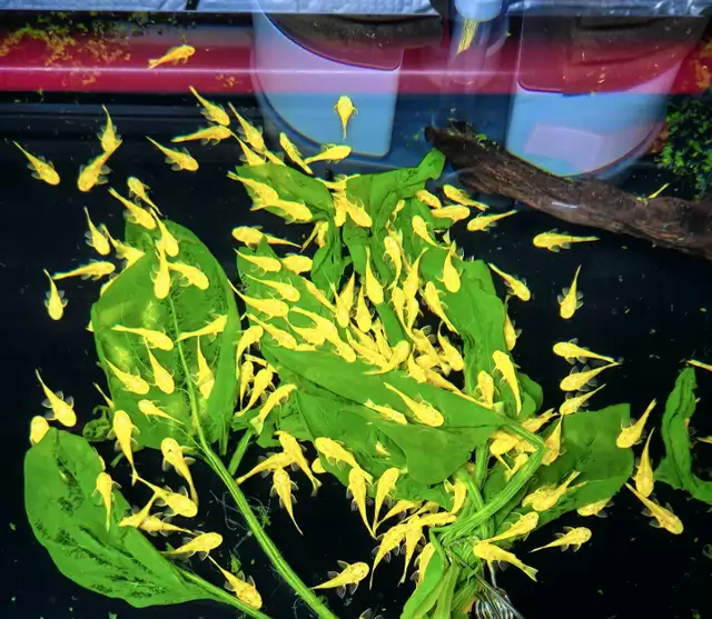 Home Bred Golden Bristlenose Pleco (Juveniles) $8 each in Fish for Rehoming in Richmond - Image 5