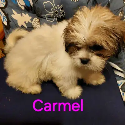 Shih Tzu puppies , View more