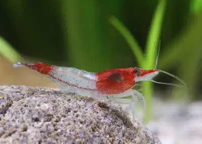 Red-Rilli shrimp, View more