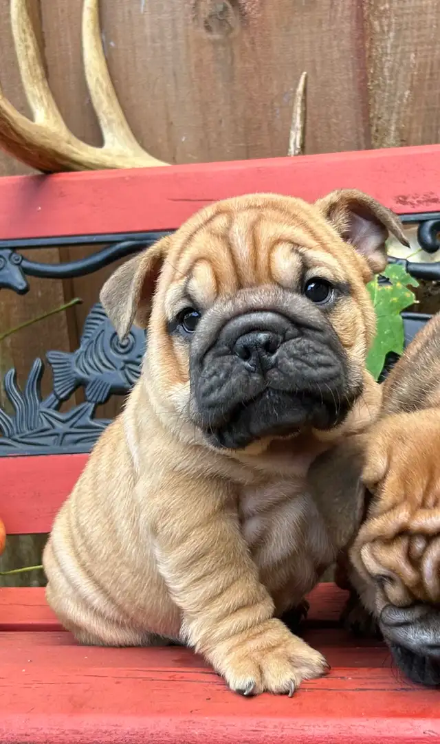 ⭐️BULLDOG ANGLAIS⭐️ in Dogs & Puppies for Rehoming in Québec City - Image 7