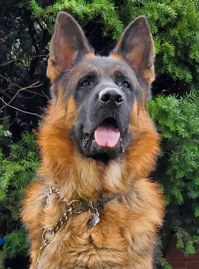 Available! CKC Female German Shepherd in Dogs & Puppies for Rehoming in Hamilton - Image 11