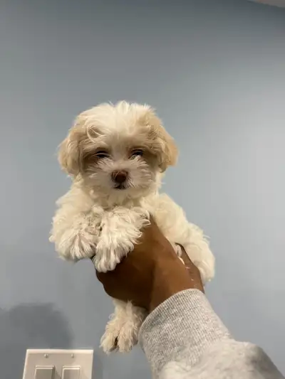 yorkie mix puppies for sale!!, View more