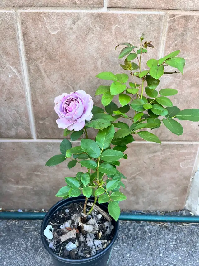 Poseidon Rose Plant in Plants, Fertilizer & Soil in Mississauga / Peel Region - Image 2