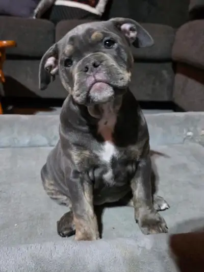Olde English Bulldogge Pups, View more